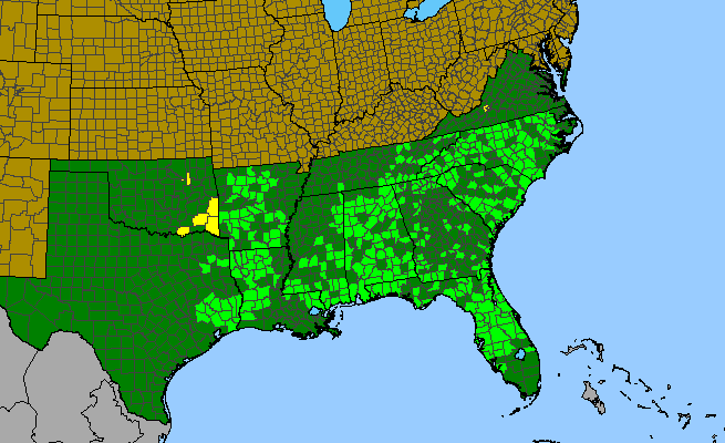 The range of Ilex ambigua